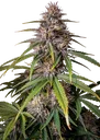 Alien Vs Triangle Auto | AUTOFEM | Mephisto Genetics