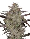 Alienz Auto | AUTOFEM | Greenhouse Seed Co.