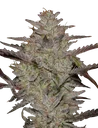 Alienz Auto | AUTOFEM | Greenhouse Seed Co.