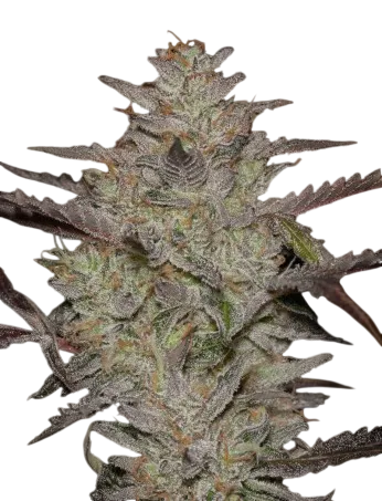 Alienz Auto | AUTOFEM | Greenhouse Seed Co.