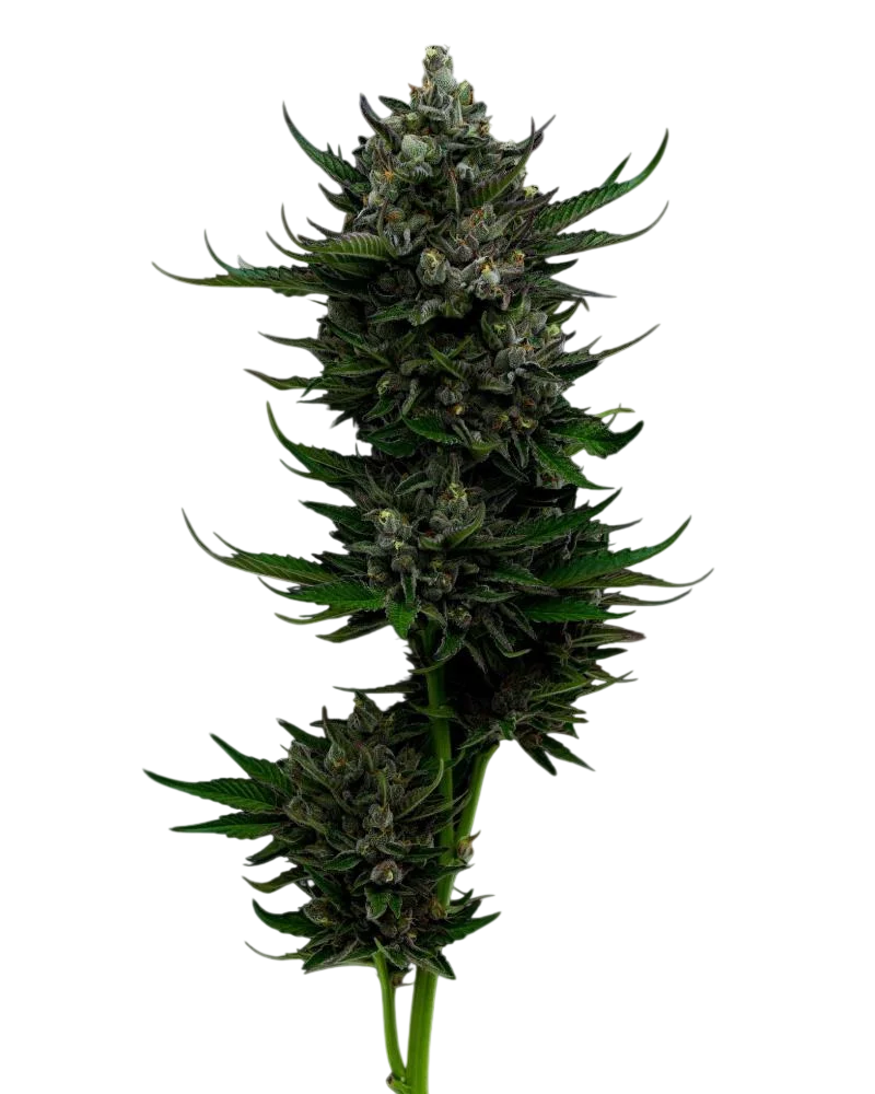 All Gas OG Auto | AUTOFEM | Humboldt Seed Co.