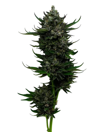All Gas OG Auto