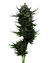 All Gas OG | PHOTOFEM | Humboldt Seed Co.