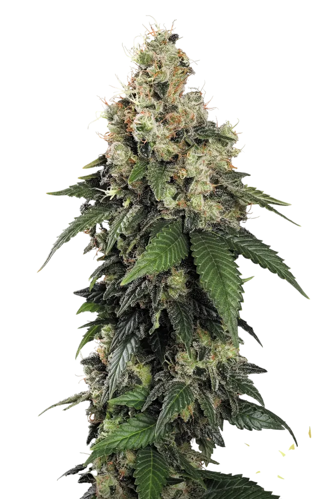 Allkush | PHOTOFEM | Paradise Seeds