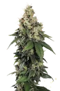 Allkush | PHOTOFEM | Paradise Seeds