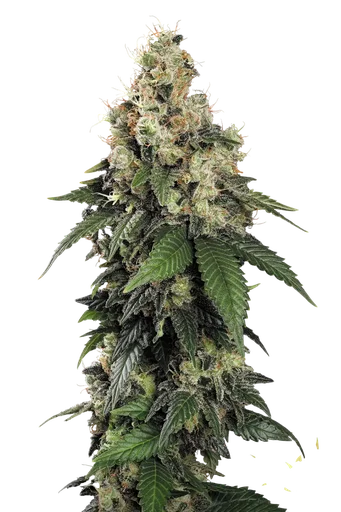 Allkush