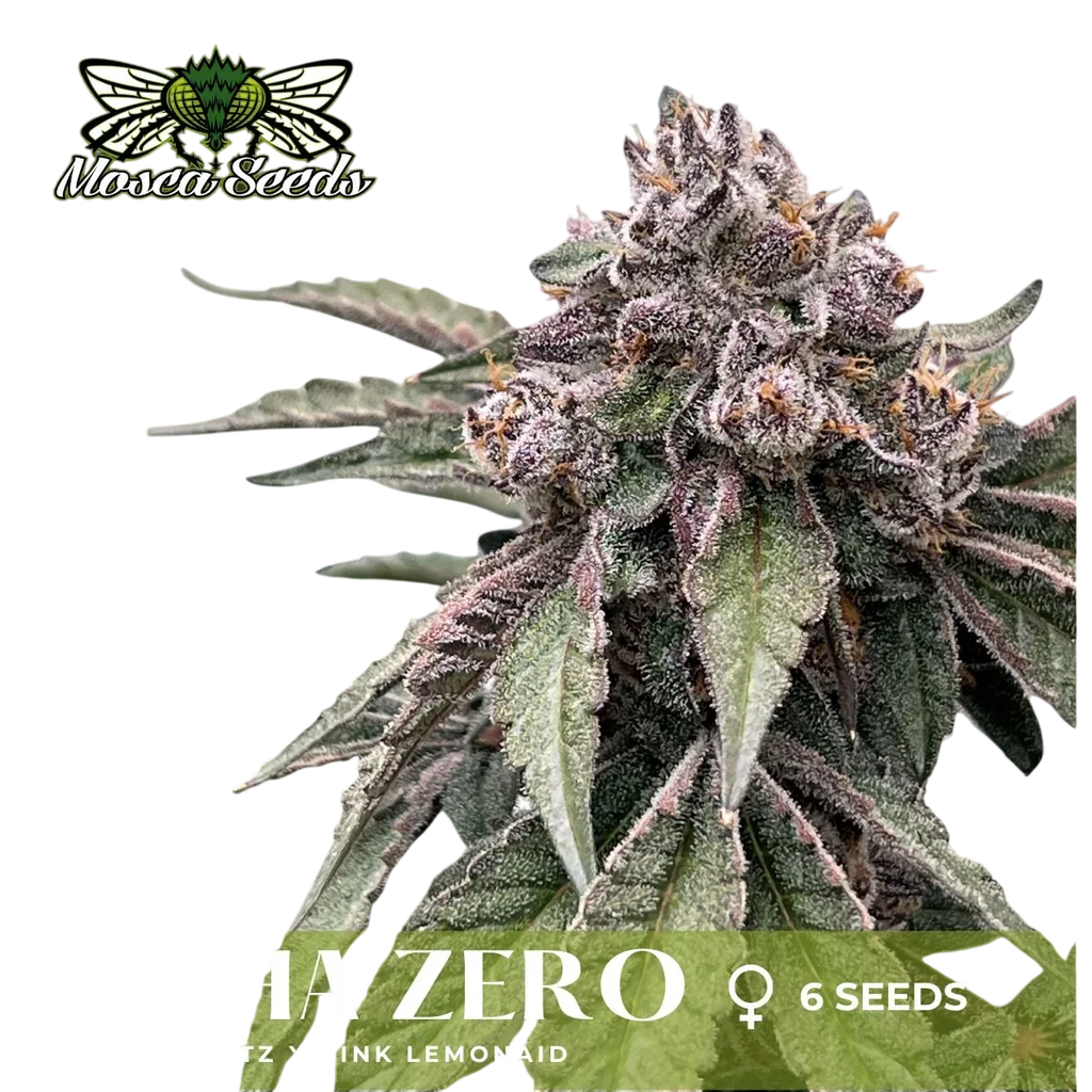 Alpha Zero | PHOTOFEM | Mosca Seeds