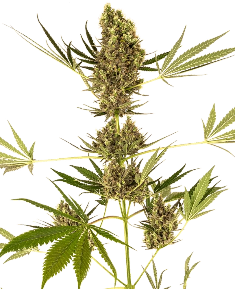 Alpine Delight CBD 30:1 Auto | AUTOFEM | Sensi Seeds