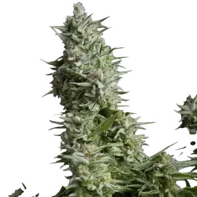 Alpujarrena | PHOTOFEM | Pyramid Seeds