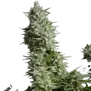 Alpujarrena | PHOTOFEM | Pyramid Seeds