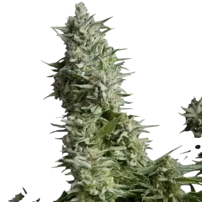 Alpujarrena