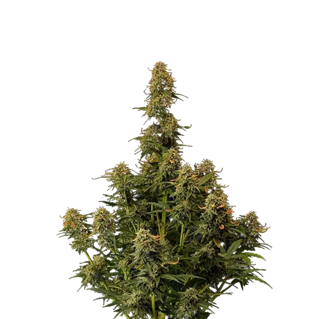 Amaretto Tarmac Auto | AUTOFEM | Seedstockers