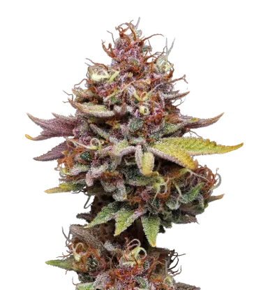Amaretto Tarmac | PHOTOFEM | Seedstockers