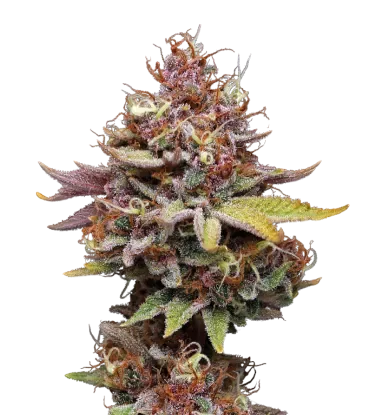 Amaretto Tarmac | PHOTOFEM | Seedstockers