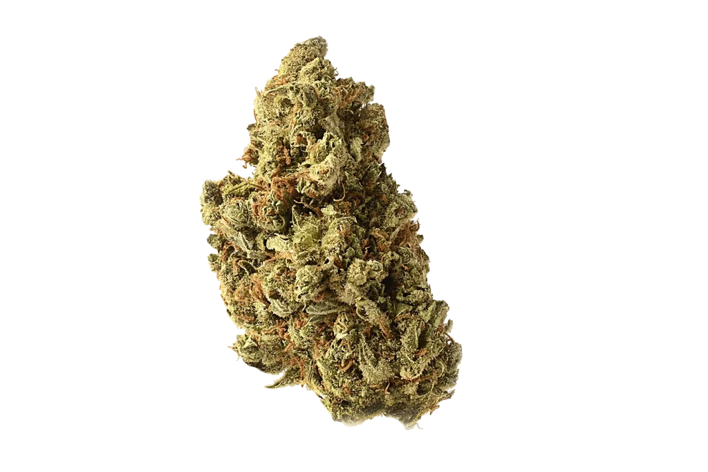 Amazing Haze | PHOTOFEM | Amsterdam Genetics