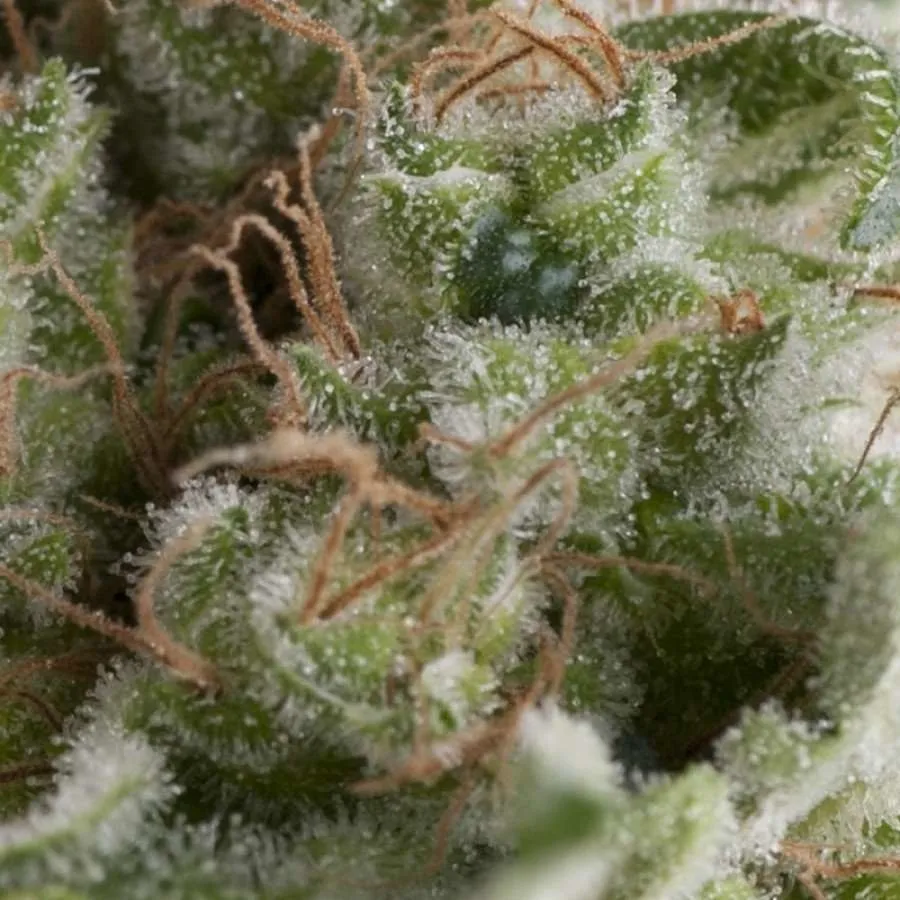 American Pie Auto | AUTOFEM | Pyramid Seeds