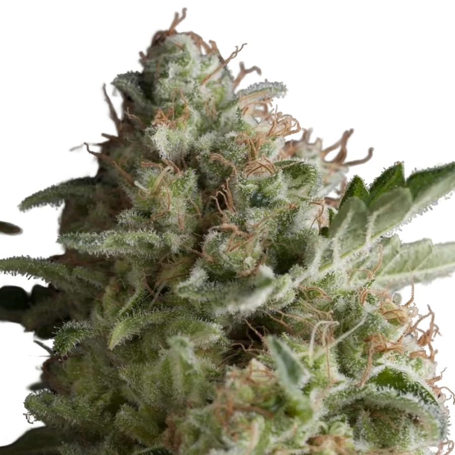 American Pie | PHOTOFEM | Pyramid Seeds