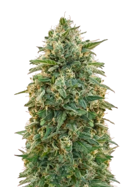 Amnesia | PHOTOFEM | Advanced Seeds
