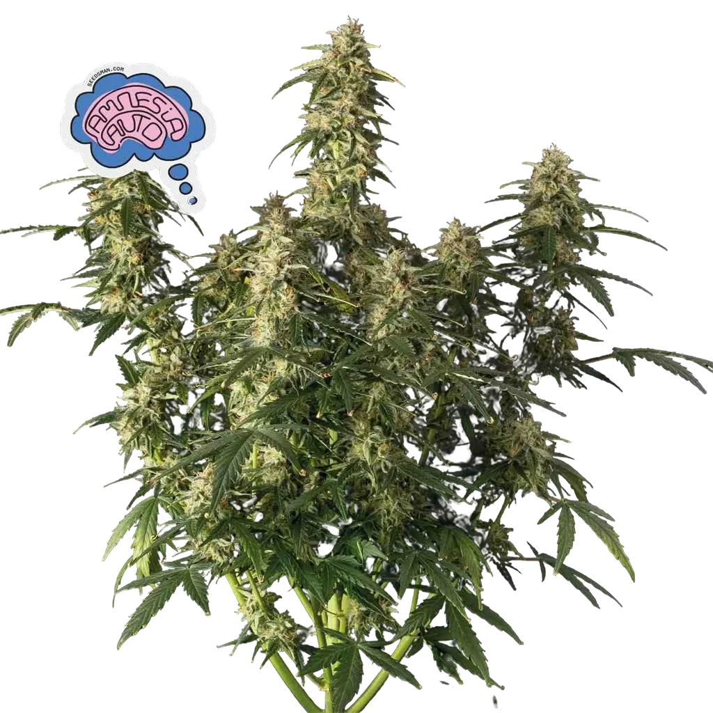 Amnesia Auto | AUTOFEM | Seedsman