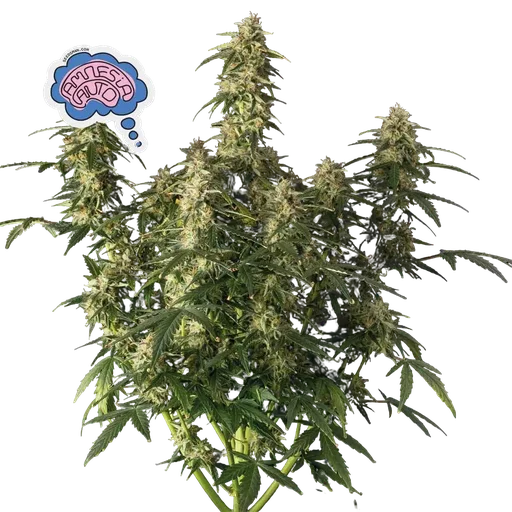Amnesia Auto