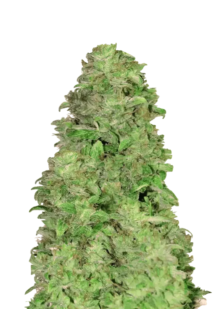 CBD 20:1 Auto | AUTOFEM | Fast Buds