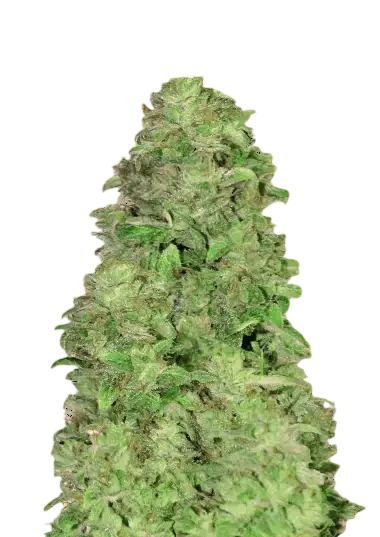 CBD 20:1 Auto | AUTOFEM | Fast Buds