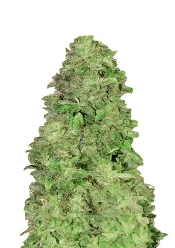 CBD 20:1 Auto