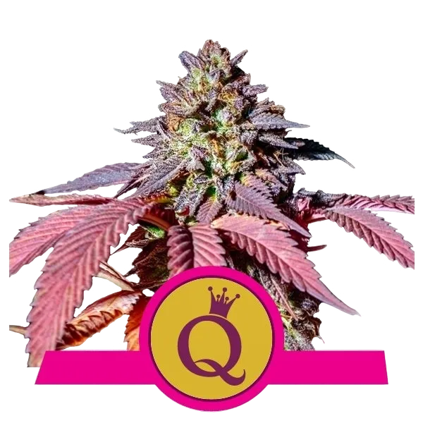 Purple Queen | PHOTOFEM | Royal Queen Seeds