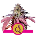 Purple Queen | PHOTOFEM | Royal Queen Seeds