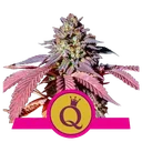 Purple Queen | PHOTOFEM | Royal Queen Seeds