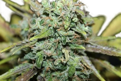 Amnesia Auto | AUTOFEM | Tiger One Bulk