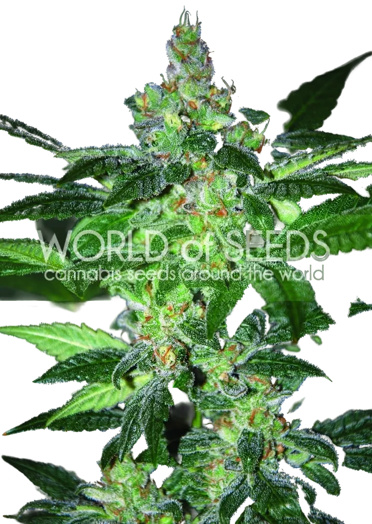 Amnesia | PHOTOFEM | World of Seeds