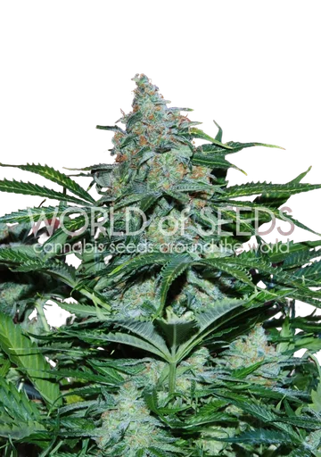 Amnesia Auto