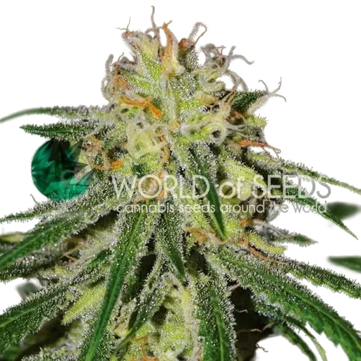 Amnesia Early Harvest