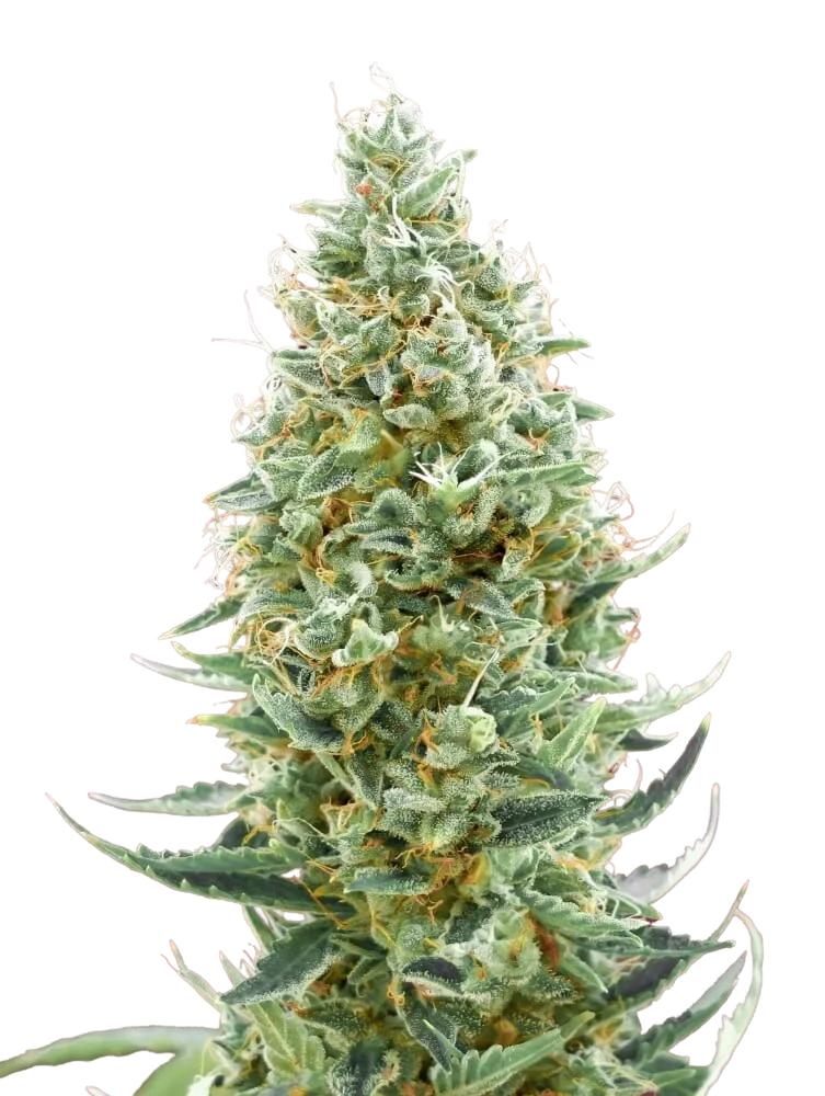 Amnesia FAST | PHOTOFEM | Advanced Seeds