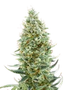 Amnesia FAST | PHOTOFEM | Advanced Seeds