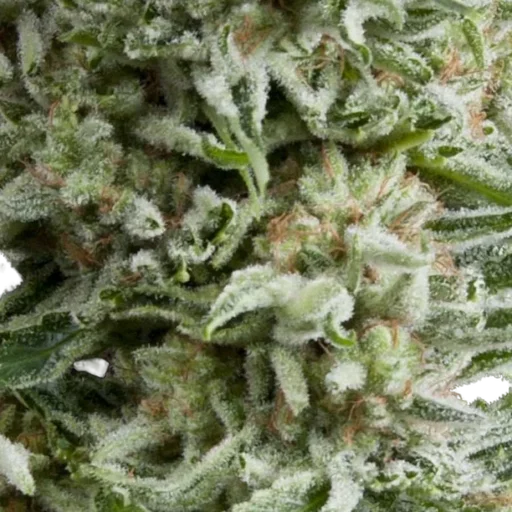 Amnesia Gold Auto