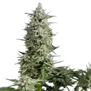 Amnesia Gold | PHOTOFEM | Pyramid Seeds