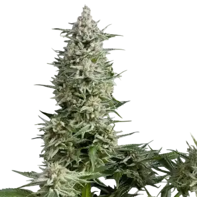 Amnesia Gold