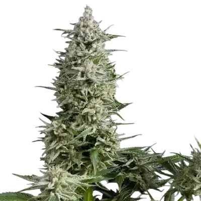 Amnesia Gold