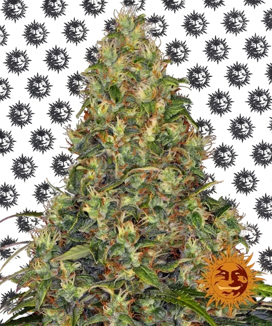 Amnesia Haze Auto | AUTOFEM | Barneys Farm