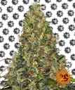 Amnesia Haze Auto | AUTOFEM | Barneys Farm