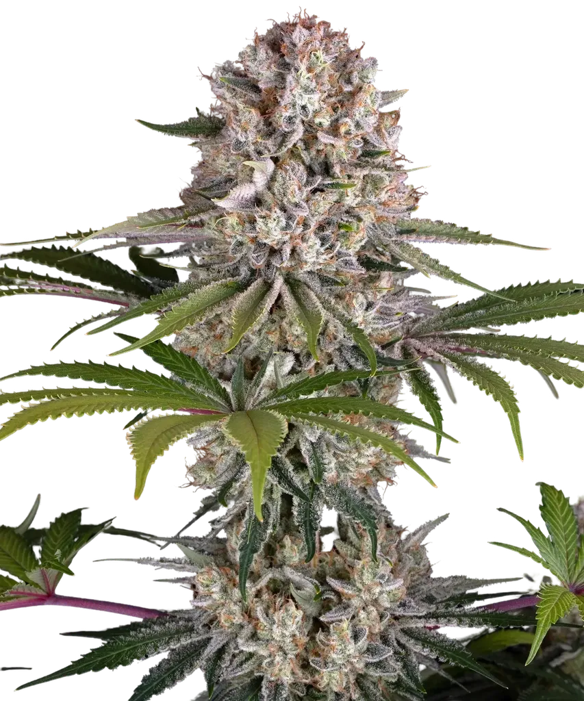 Amnesia Haze | PHOTOFEM | Barneys Farm
