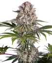 Amnesia Haze | PHOTOFEM | Barneys Farm