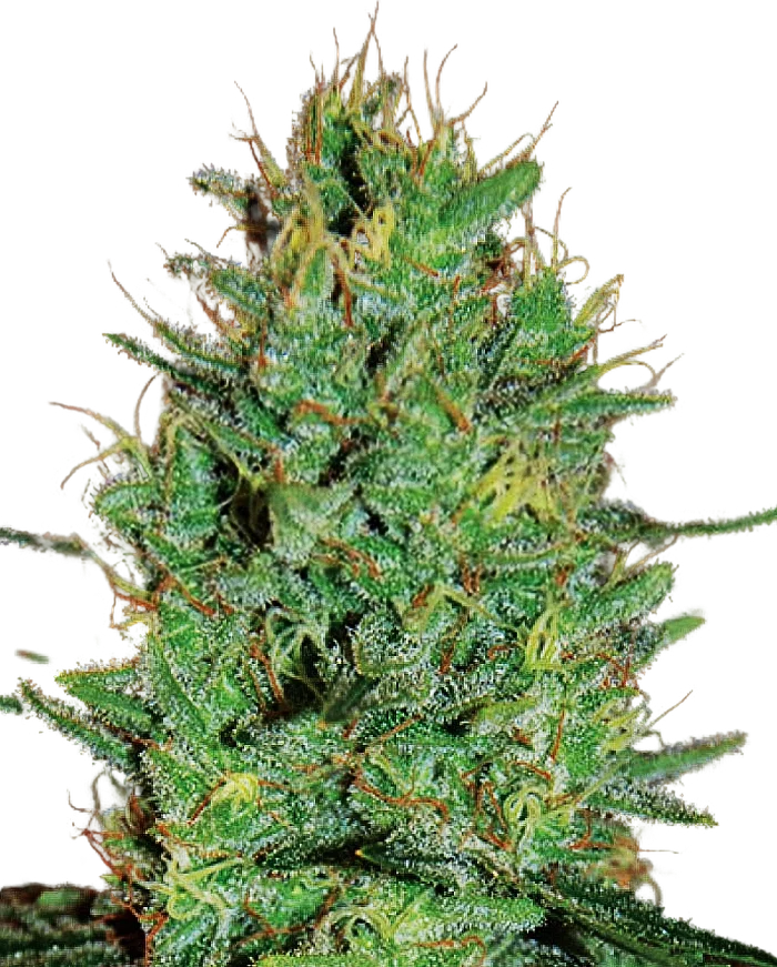 Amnesia Haze | PHOTOFEM | Expert Seeds