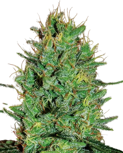 Amnesia Haze