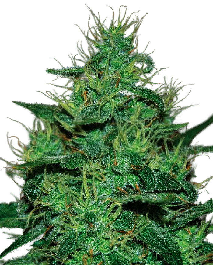 Amnesia Haze Auto | AUTOFEM | Expert Seeds