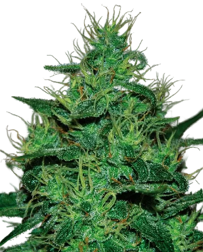 Amnesia Haze Auto