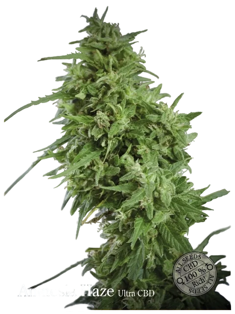 Amnesia Haze Ultra CBD | PHOTOFEM | Elite Seeds