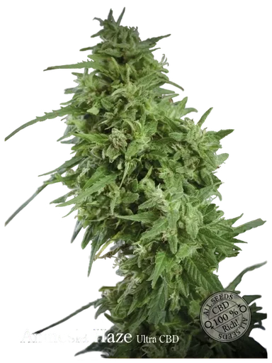 Amnesia Haze Ultra CBD